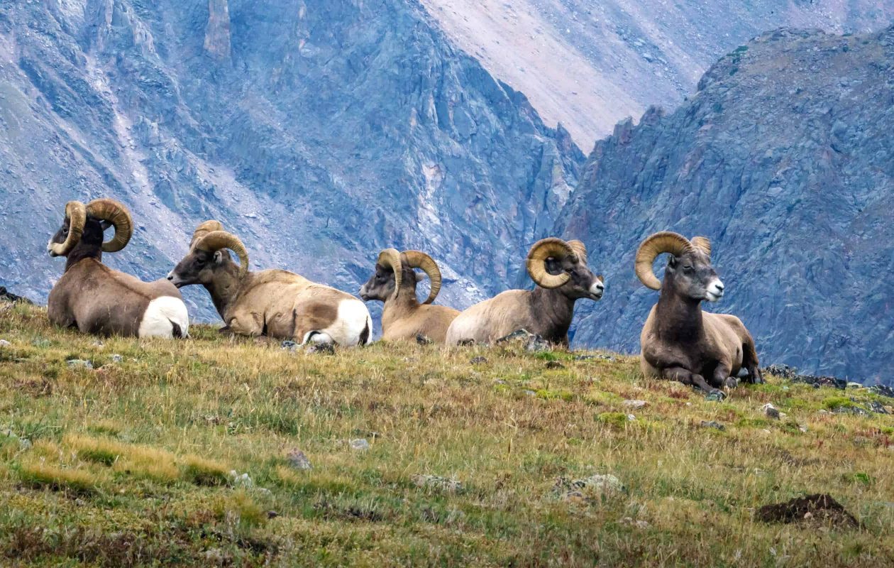 A group of rams in Rocky Mountain national park