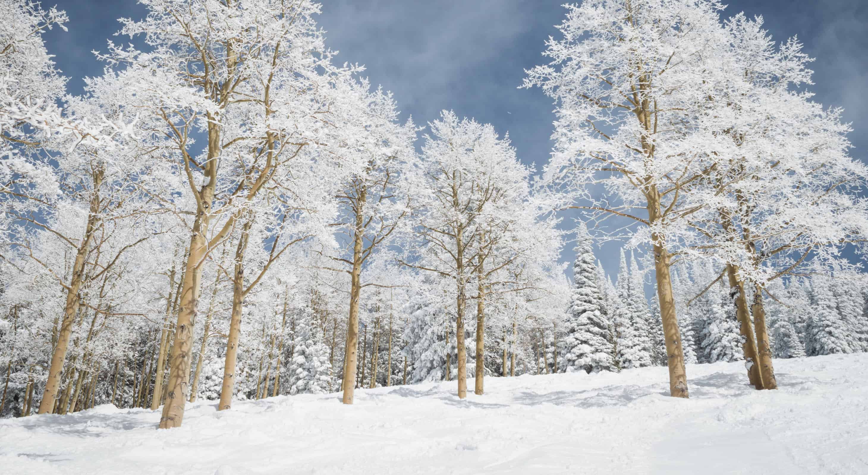 Aspen trees in the winter covered in snow